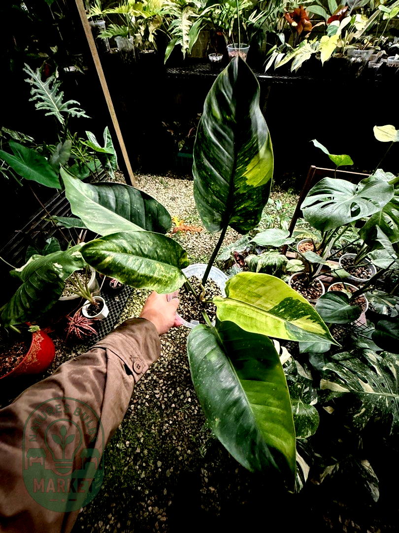 Philodendron Green Congo Hybrid Variegated