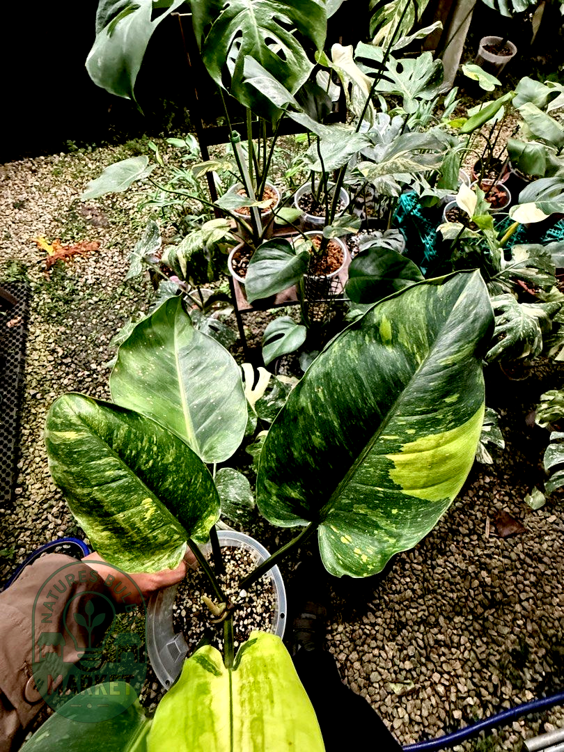 Philodendron Green Congo Hybrid Variegated