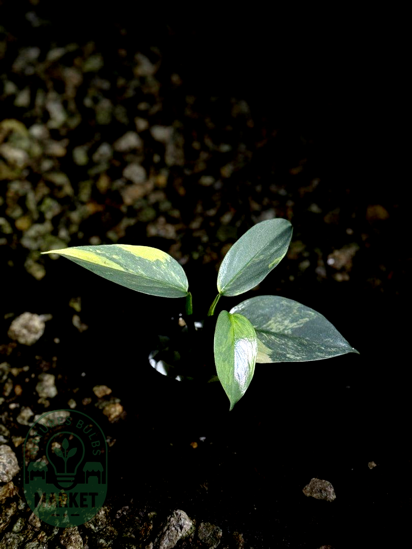 Philodendron Hastatum Silver Sword Variegated