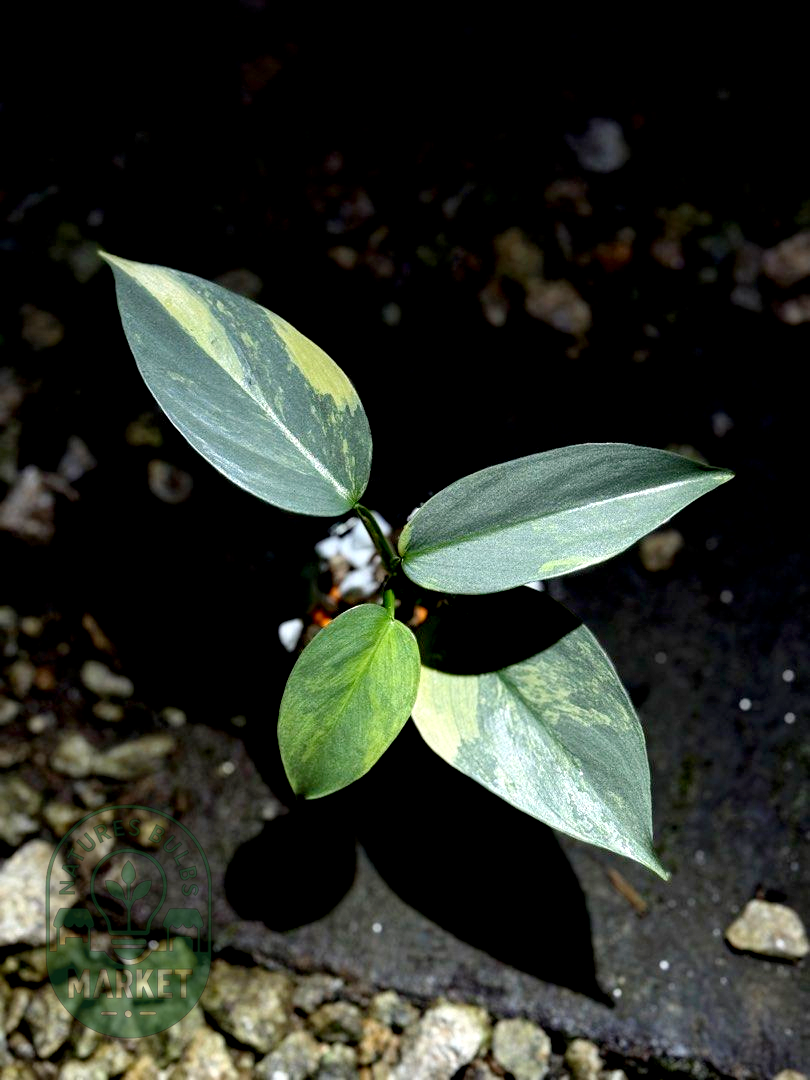 Philodendron Hastatum Silver Sword Variegated