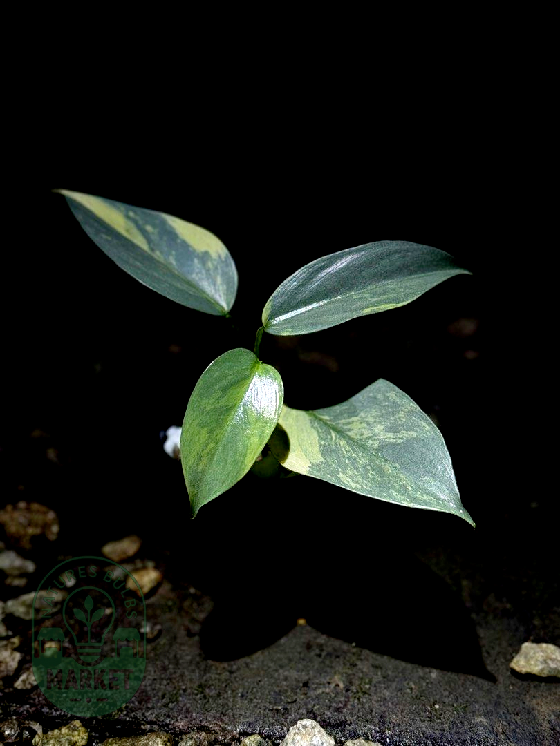 Philodendron Hastatum Silver Sword Variegated