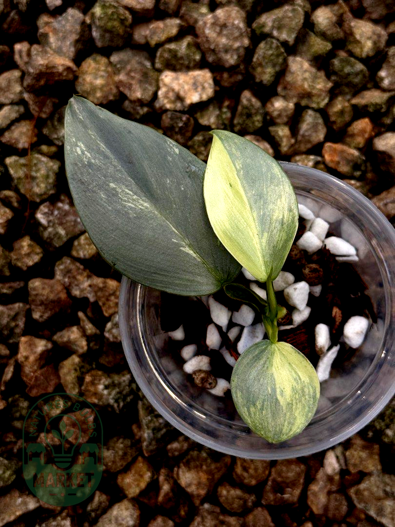 Philodendron Hastatum Silver Sword Variegated