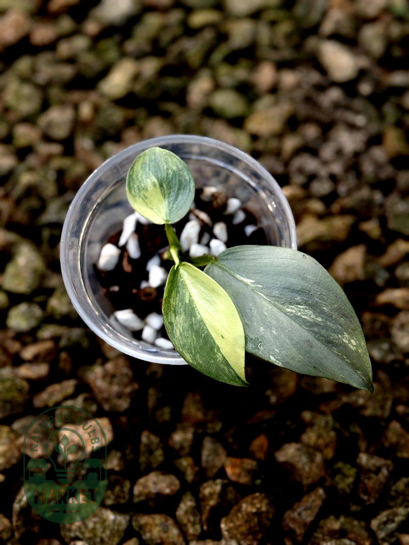 Philodendron Hastatum Silver Sword Variegated