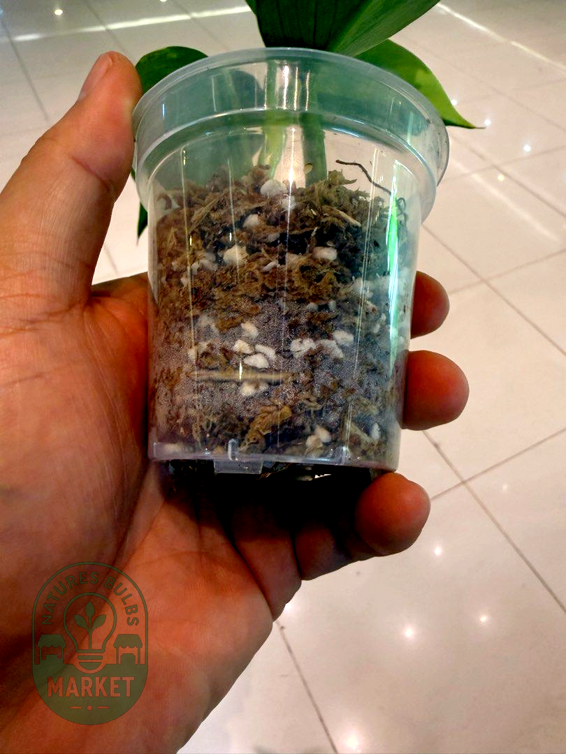 Philodendron Hastatum Silver Sword Variegated