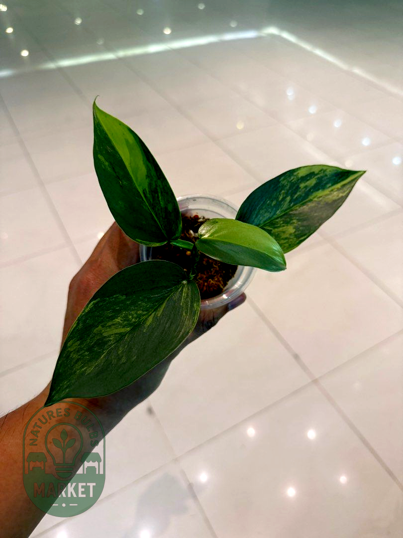 Philodendron Hastatum Silver Sword Variegated