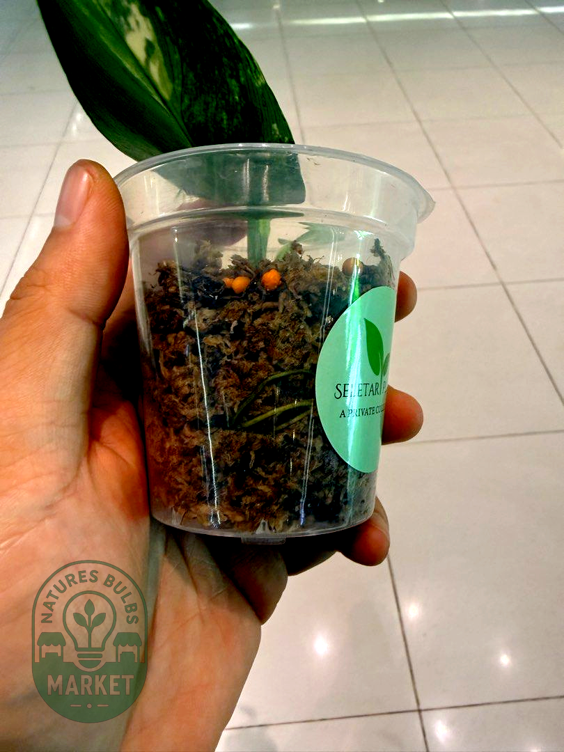 Philodendron Hastatum Silver Sword Variegated