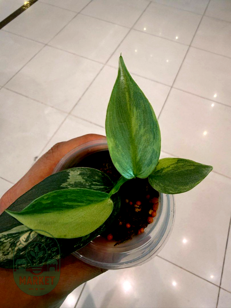 Philodendron Hastatum Silver Sword Variegated