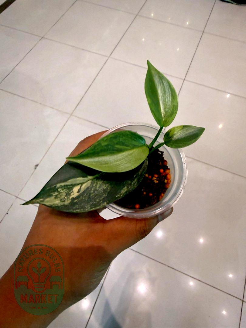 Philodendron Hastatum Silver Sword Variegated