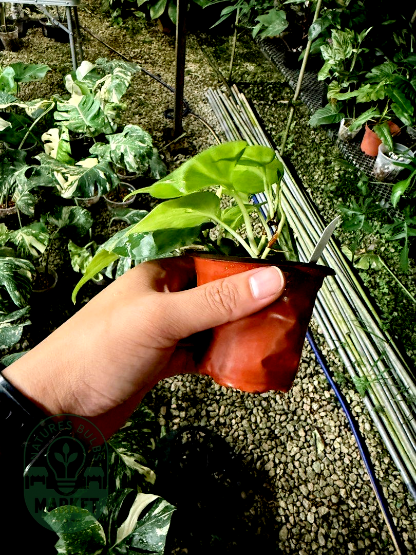 Philodendron Hederaceum