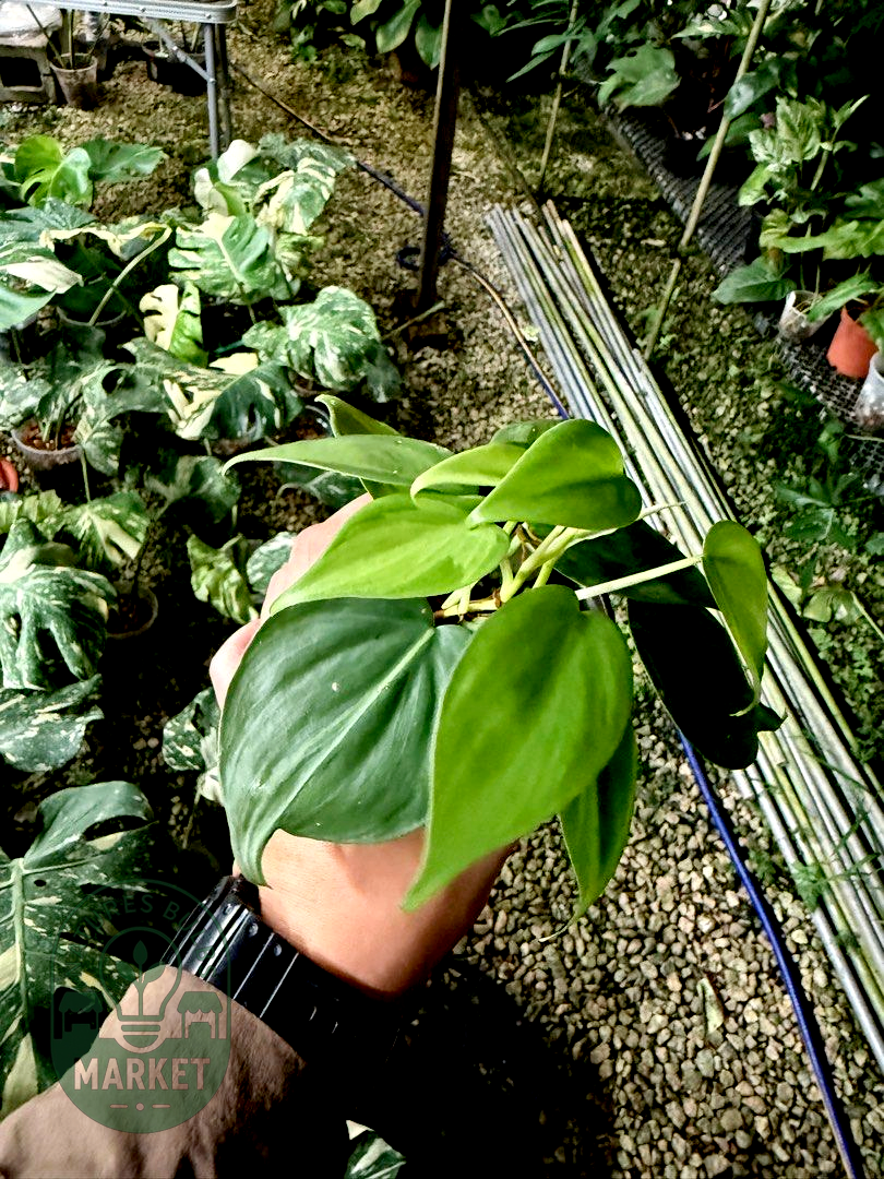 Philodendron Hederaceum