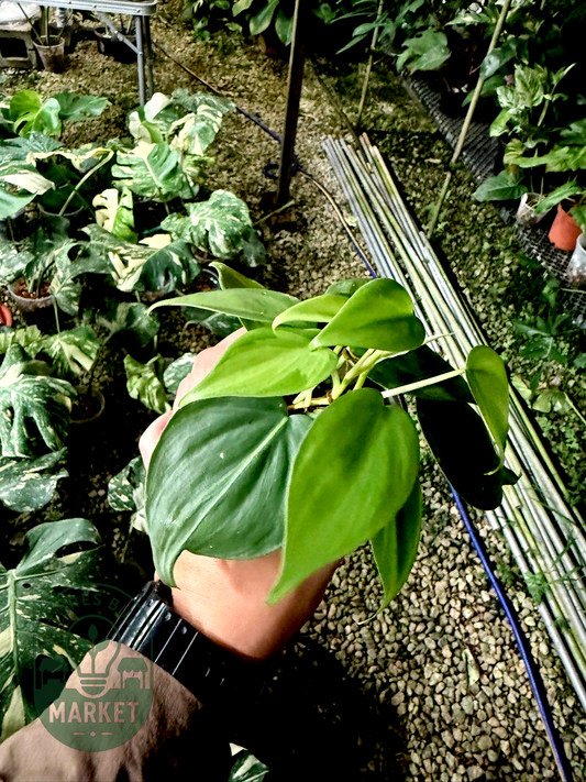 Philodendron Hederaceum