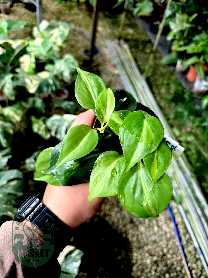 Philodendron Hederaceum