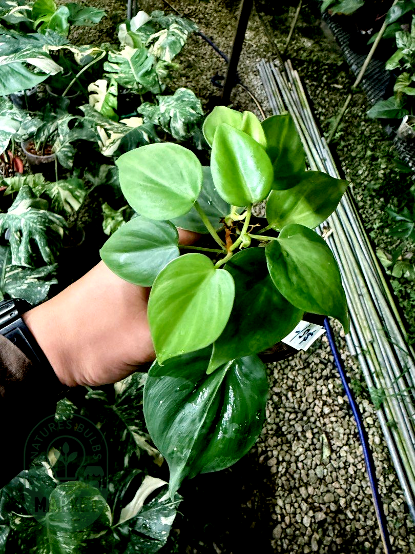 Philodendron Hederaceum