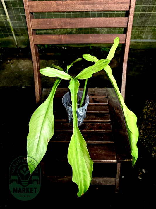 Philodendron Joepii Mint Variegated