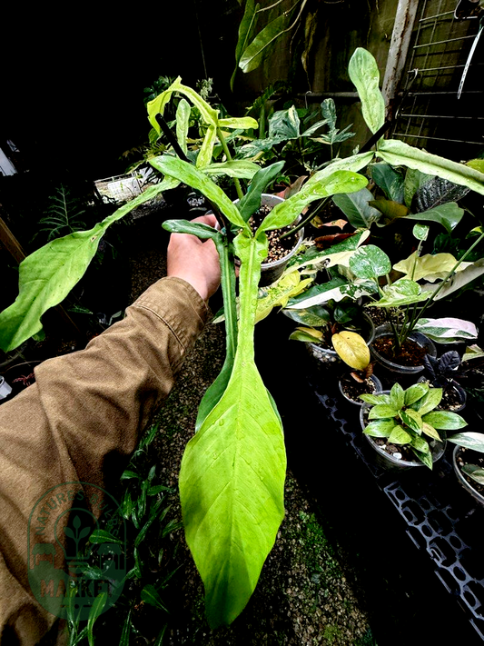 Philodendron Joepii Mint Variegated