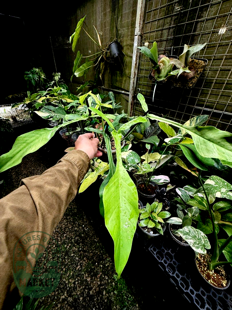 Philodendron Joepii Mint Variegated
