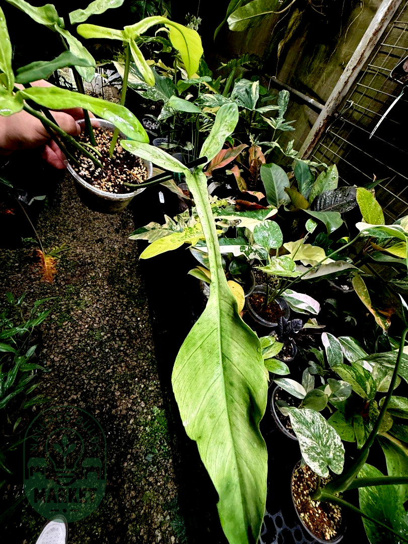 Philodendron Joepii Mint Variegated