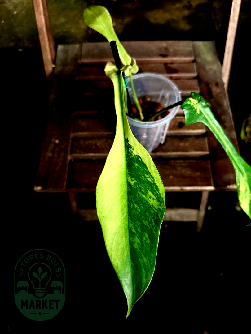 Philodendron Joepii Albo Variegated