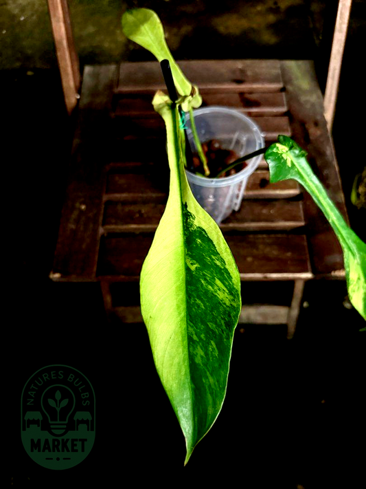 Philodendron Joepii Albo Variegated