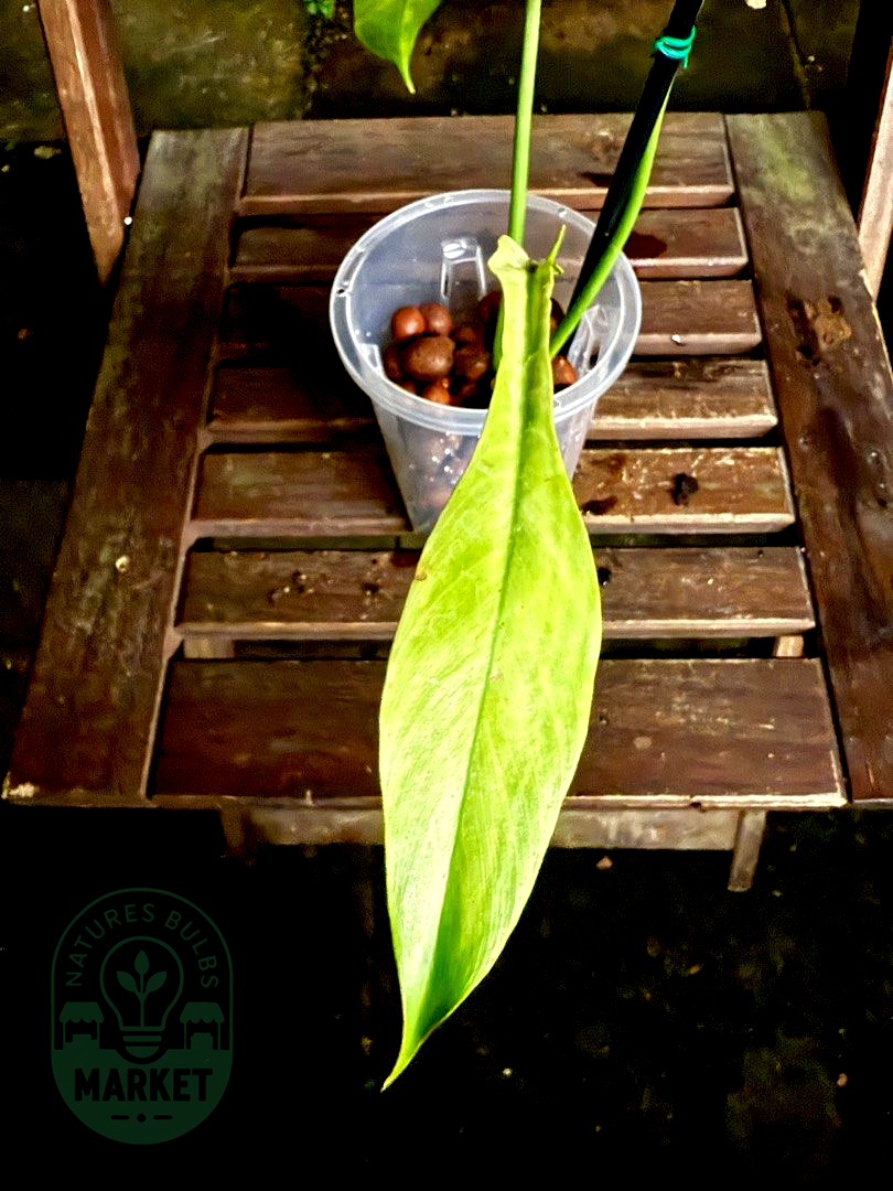 Philodendron Joepii Albo Variegated