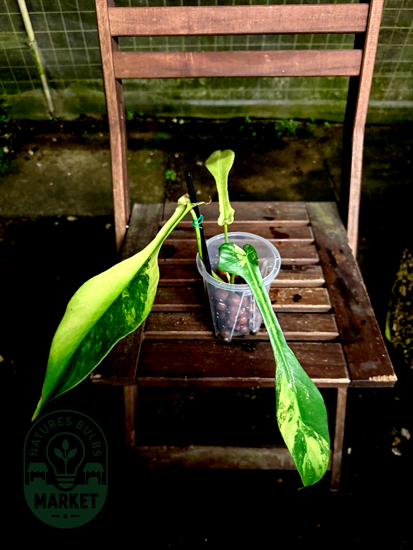 Philodendron Joepii Albo Variegated
