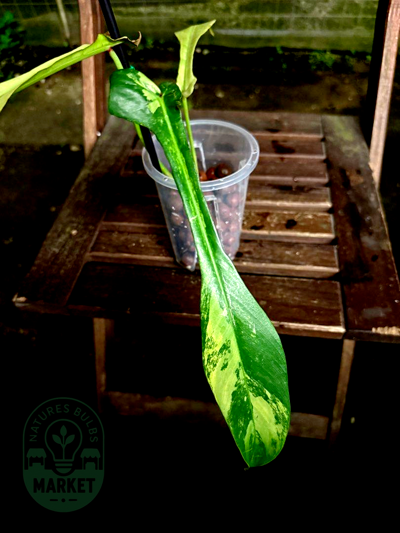Philodendron Joepii Albo Variegated