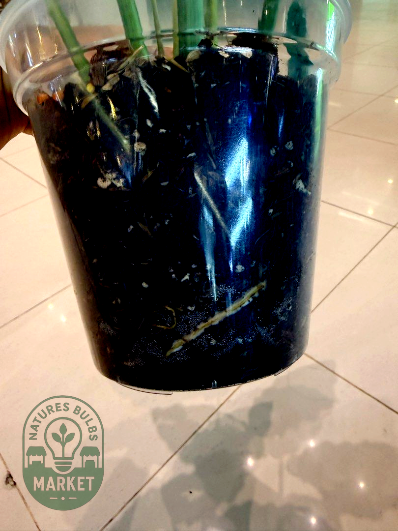 Philodendron Jungle Fever Green on Green Variegated