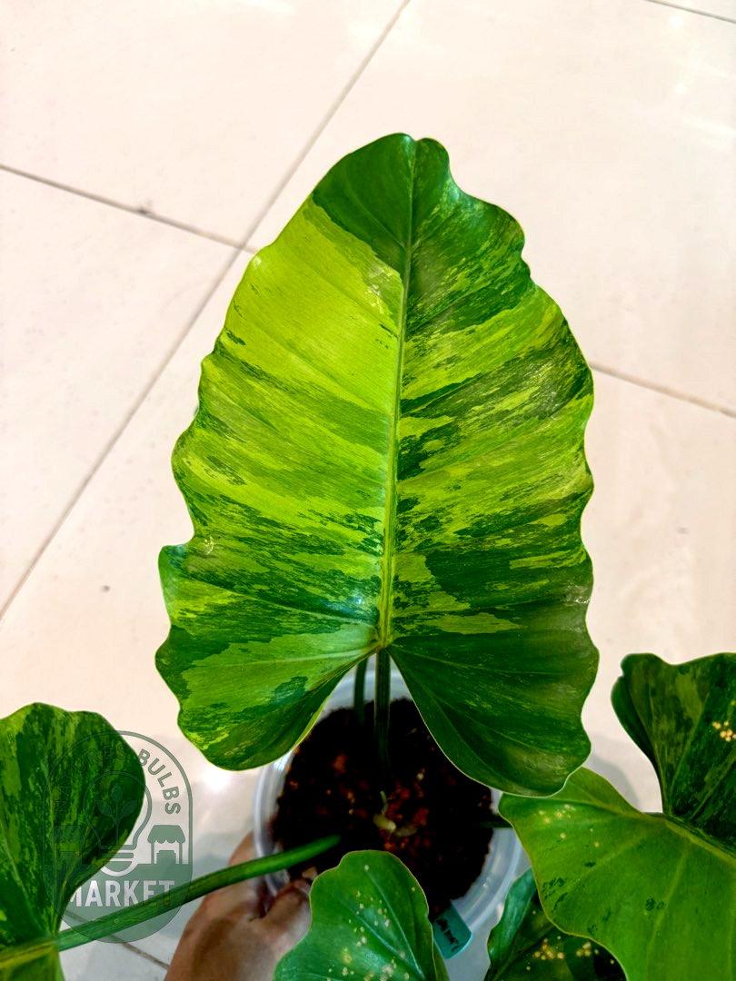Philodendron Jungle Fever Green on Green Variegated