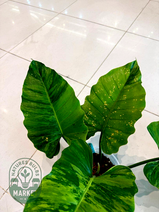 Philodendron Jungle Fever Green on Green Variegated