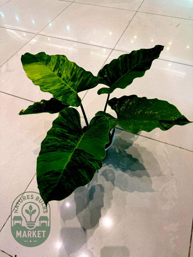 Philodendron Jungle Fever Green on Green Variegated