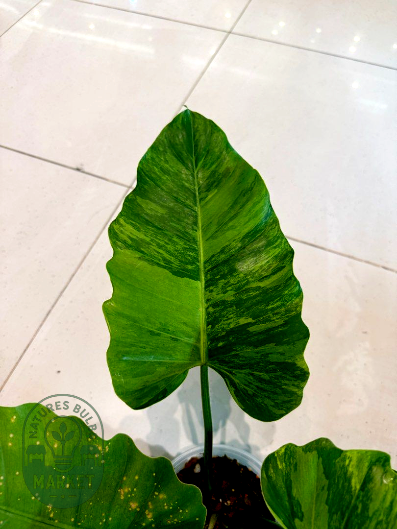 Philodendron Jungle Fever Green on Green Variegated