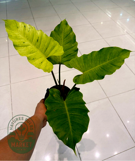 Philodendron Jungle Fever "Snow Drift" Variegated