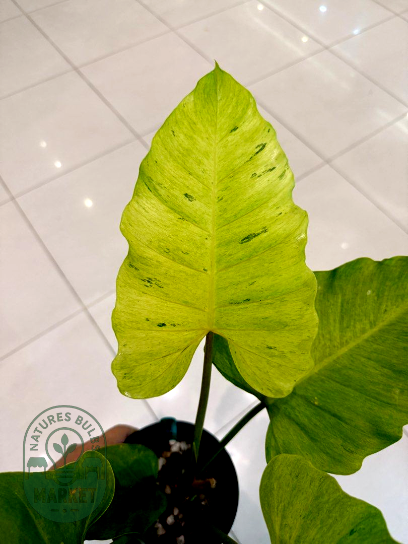 Philodendron Jungle Fever "Snow Drift" Variegated