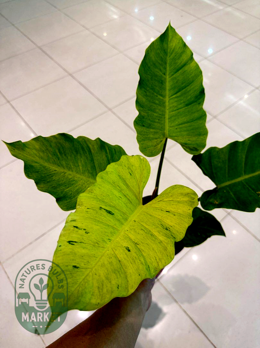 Philodendron Jungle Fever "Snow Drift" Variegated