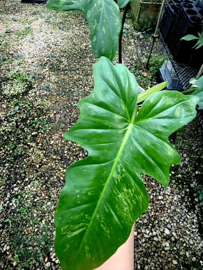 Philodendron Mottled Golden Dragon "Lime Fiddle"