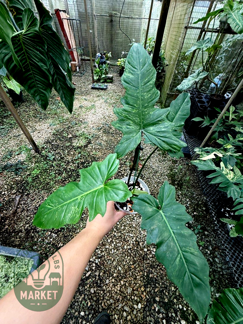Philodendron Mottled Golden Dragon "Lime Fiddle"