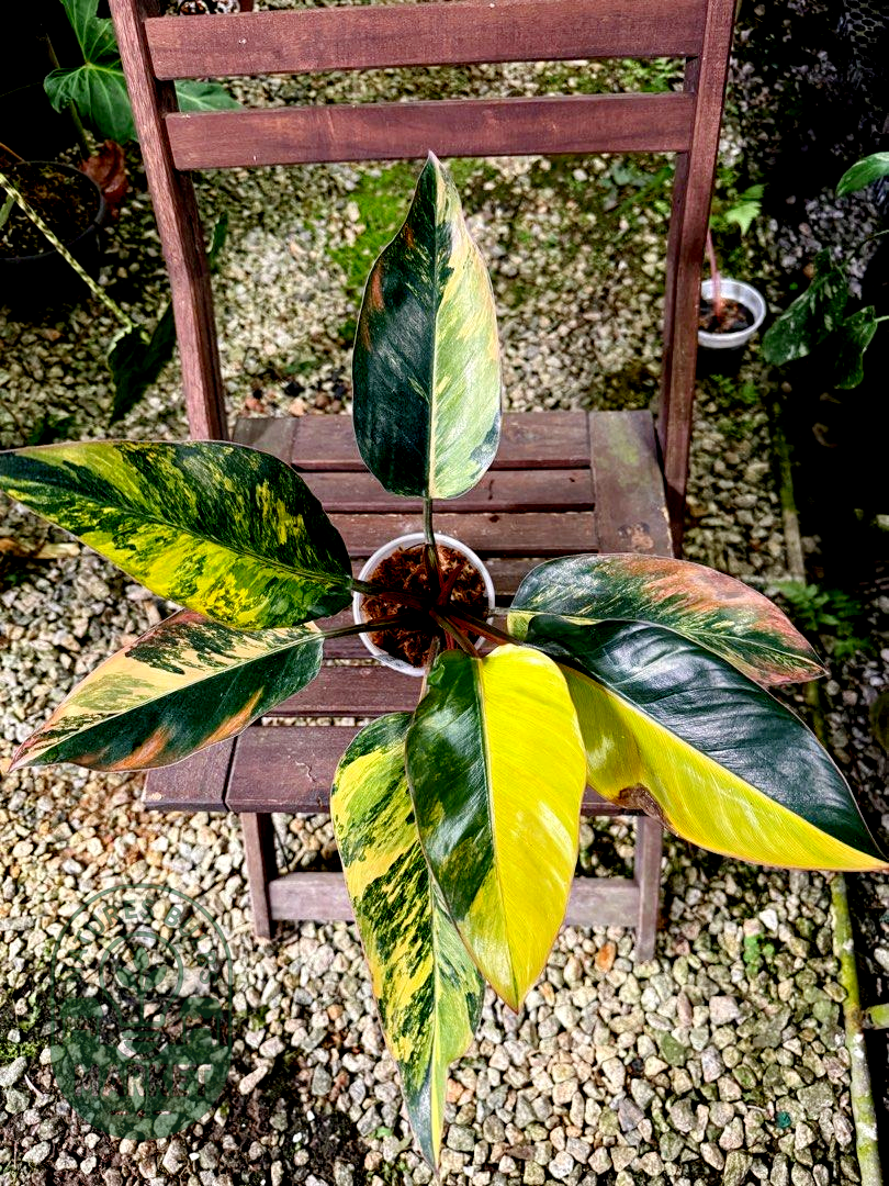 Philodendron Orange Congo Variegated