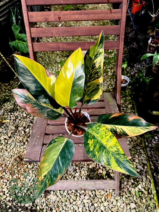Philodendron Orange Congo Variegated