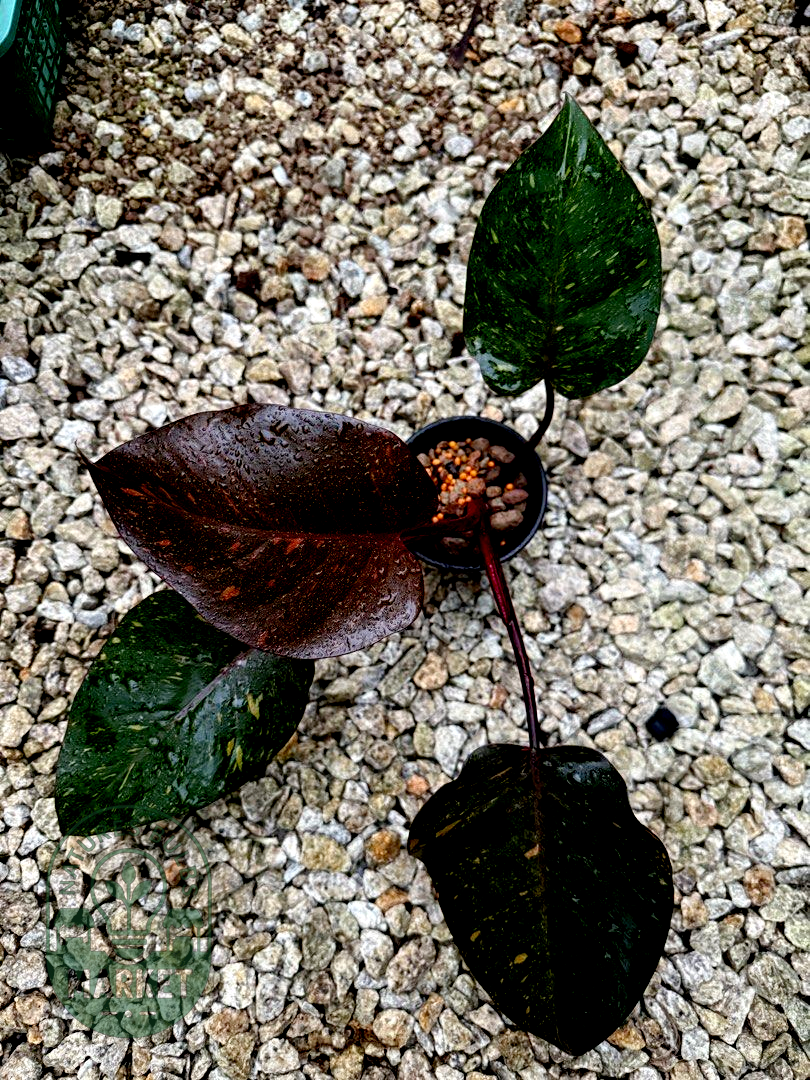 Philodendron Orange Princess Variegated