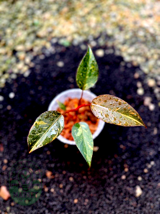 Philodendron Orange Princess High Variegation