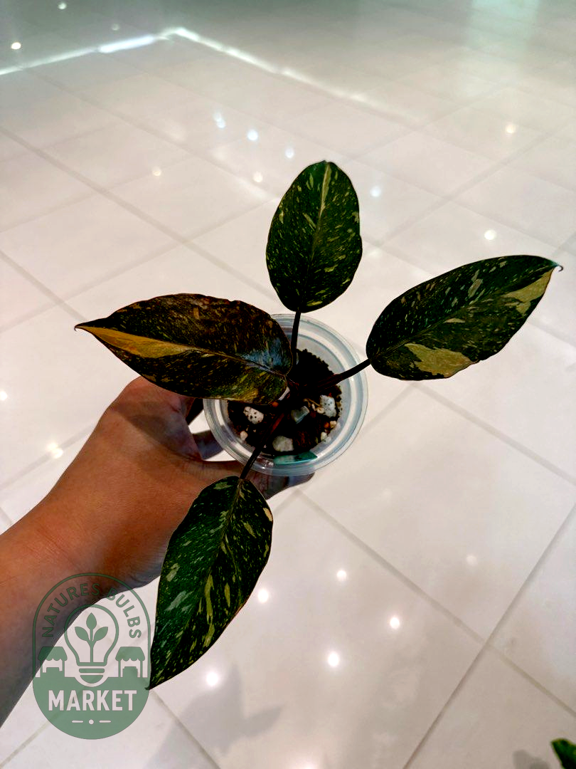 Philodendron Orange Princess High Variegation