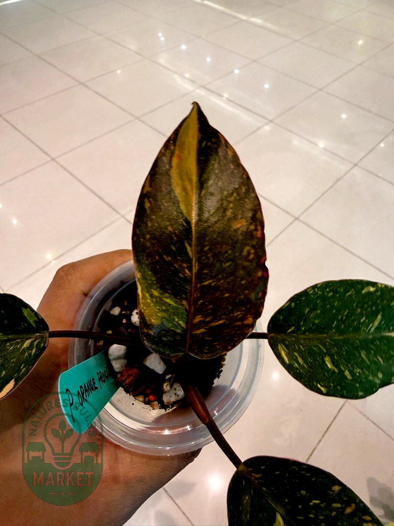 Philodendron Orange Princess High Variegation