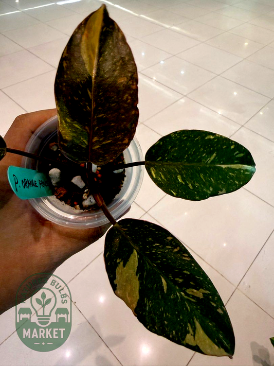 Philodendron Orange Princess High Variegation