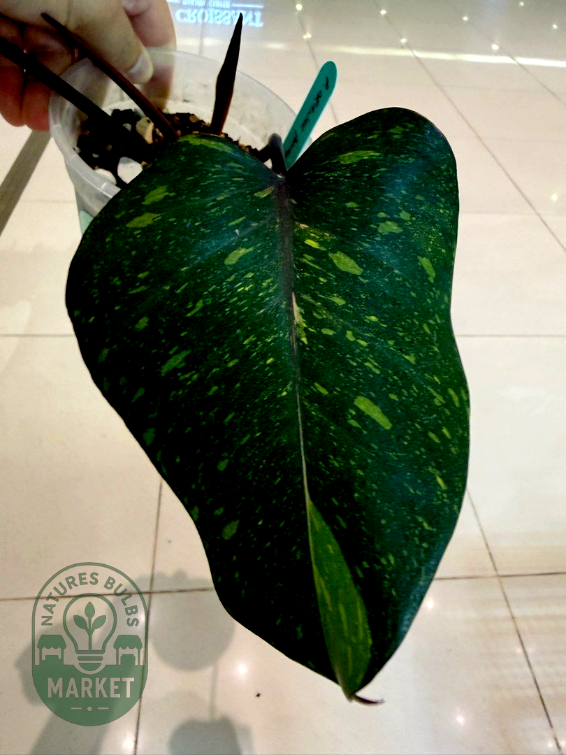 Philodendron Orange Princess Variegated