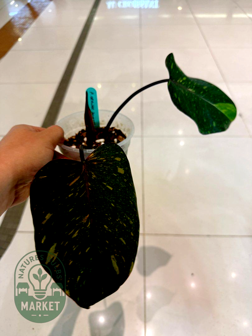 Philodendron Orange Princess Variegated