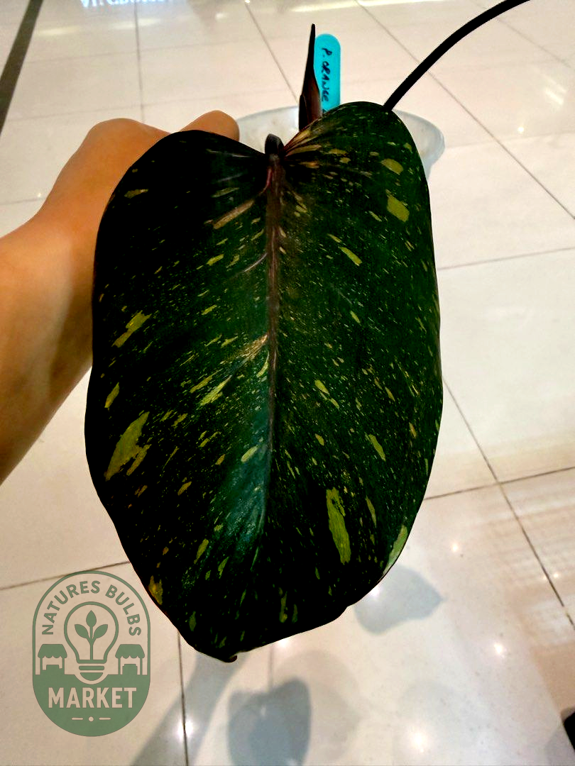 Philodendron Orange Princess Variegated