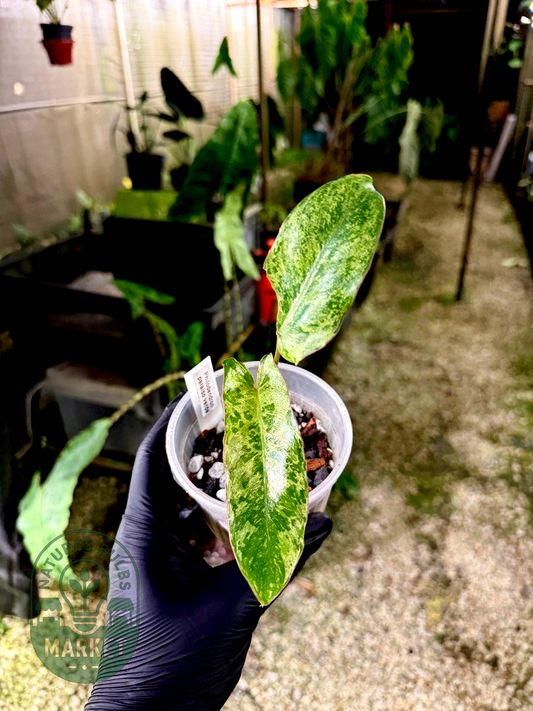 Philodendron Paraiso Verde