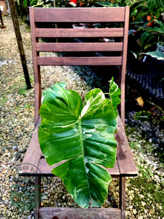 Philodendron Paraiso Verde Albo Variegated