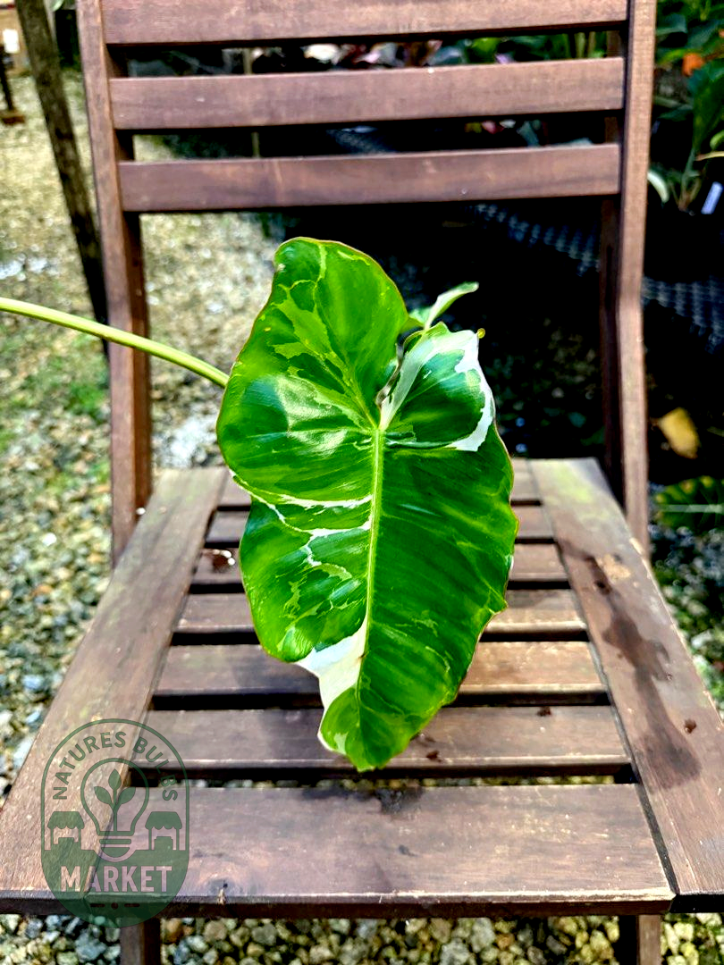 Philodendron Paraiso Verde Albo Variegated