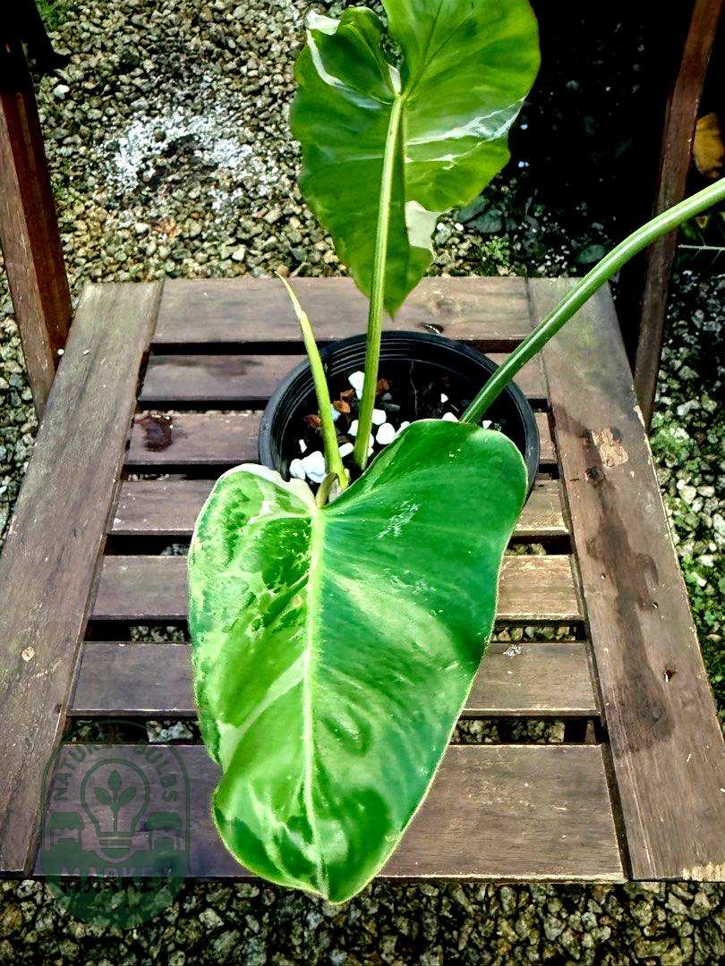 Philodendron Paraiso Verde Albo Variegated